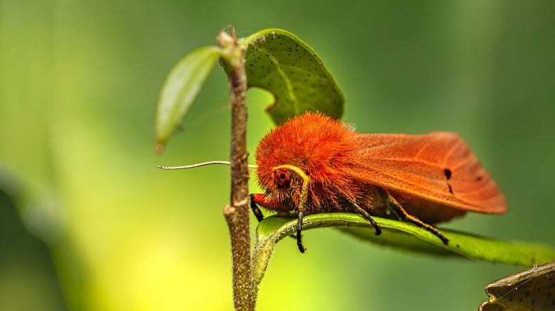 treevita