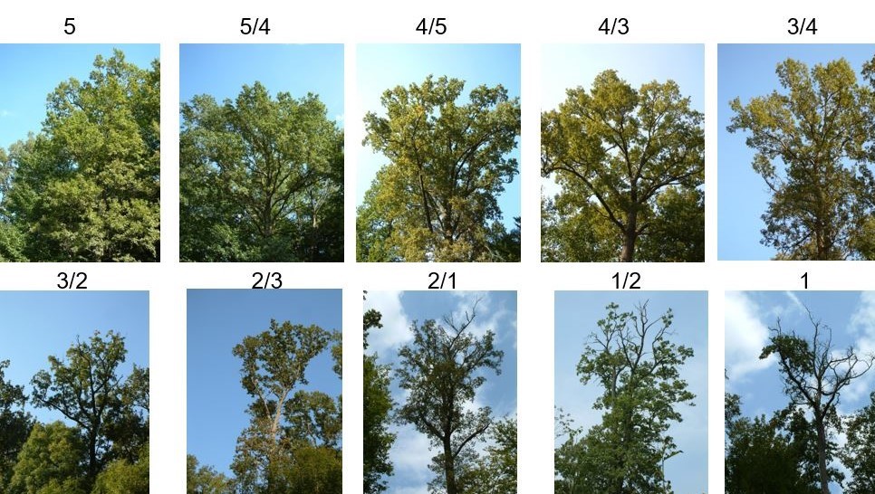 treevita