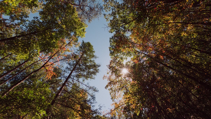 treevita